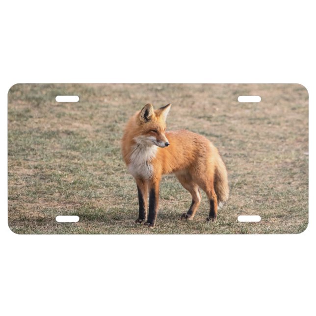 Red Fox in a field License Plate (Front)
