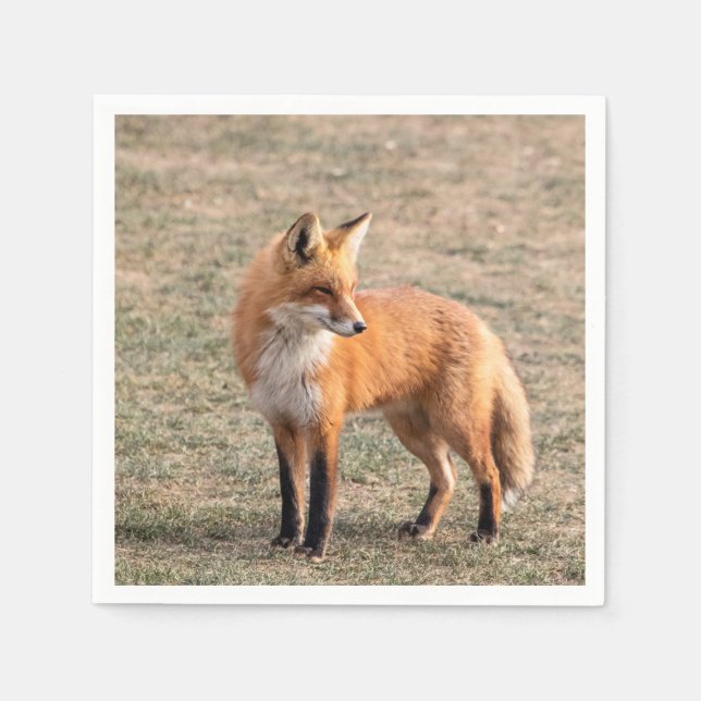 Red Fox in a field Napkins (Front)