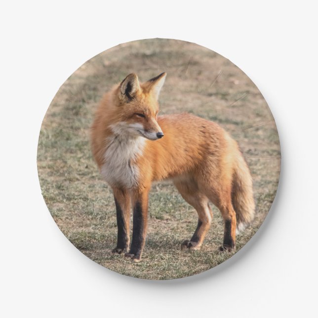 Red Fox in a field Paper Plates (Front)