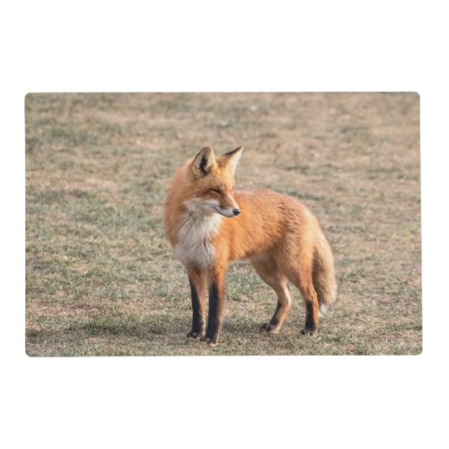 Red Fox in a field Placemat