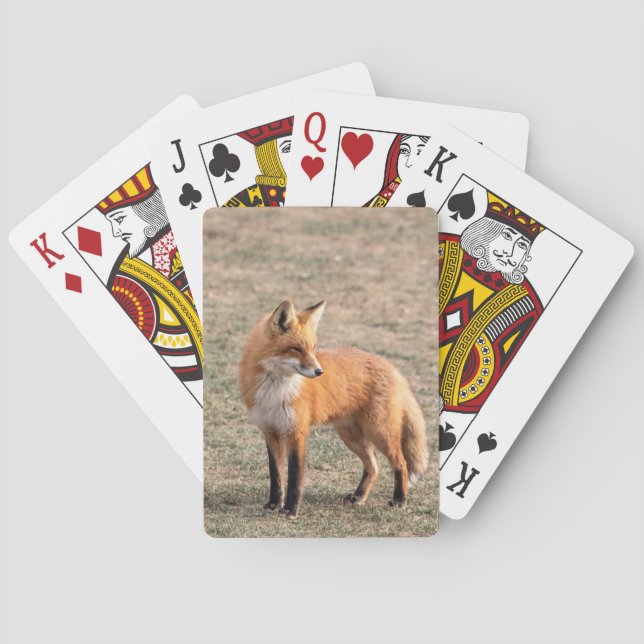Red Fox in a field Poker Cards (Back)