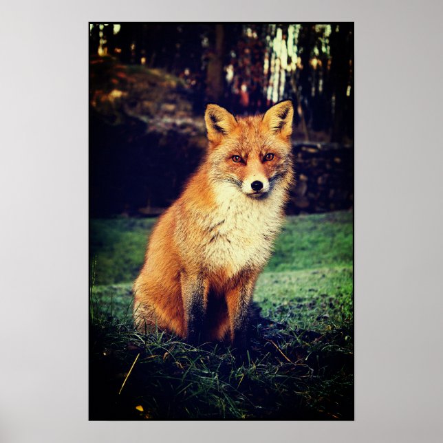 Red Fox in a Forest Poster (Front)