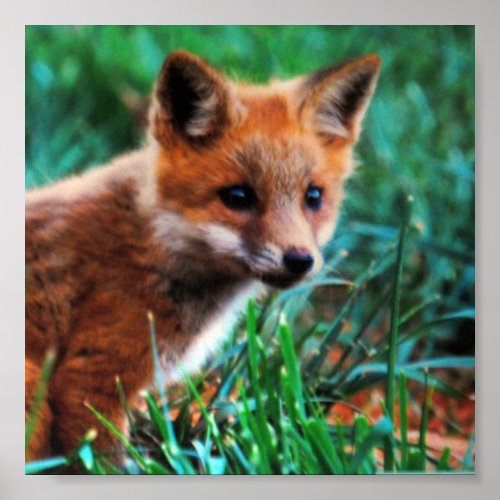 Red fox in natural habitat poster