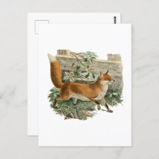 Red Fox in Rustic Country Cottage Illustration Postcard