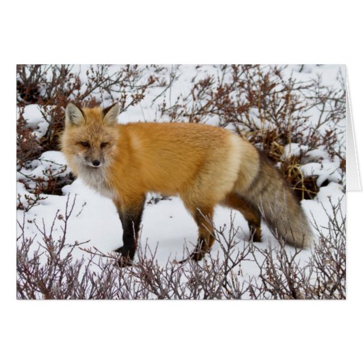 Red Fox in snow in winter Cards (Front Horizontal)