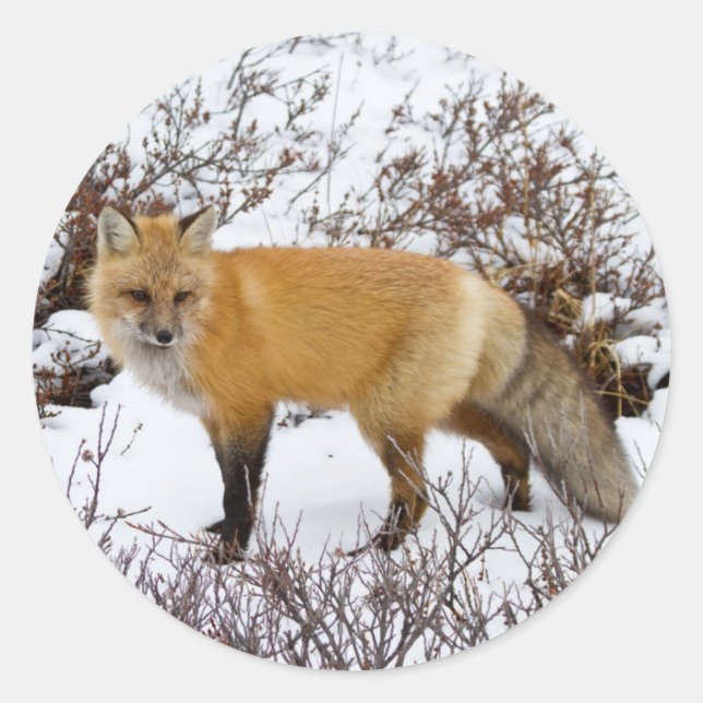 Red Fox in snow in winter Classic Round Sticker (Front)