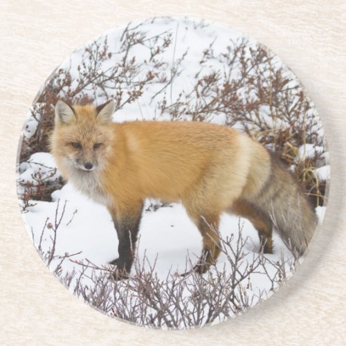 Red Fox in snow in winter Drink Coaster