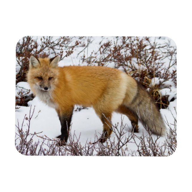 Red Fox in snow in winter Magnet (Horizontal)