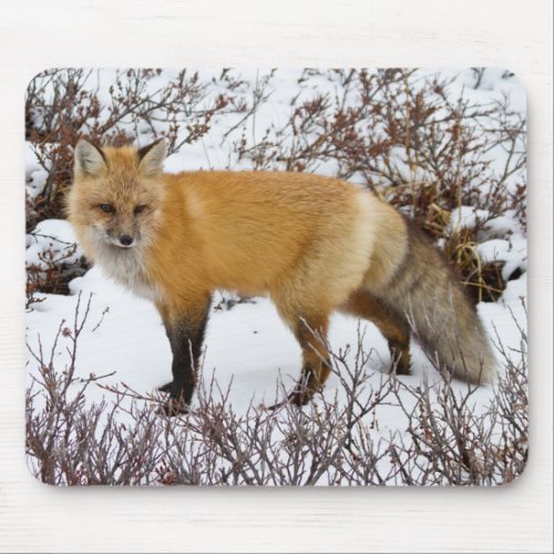 Red Fox in snow in winter Mouse Pad
