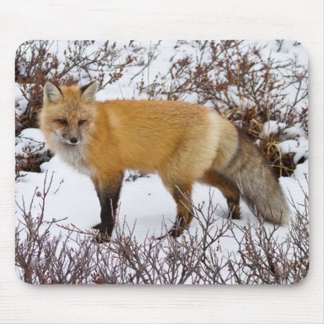 Red Fox in snow in winter Mouse Pad (Front)