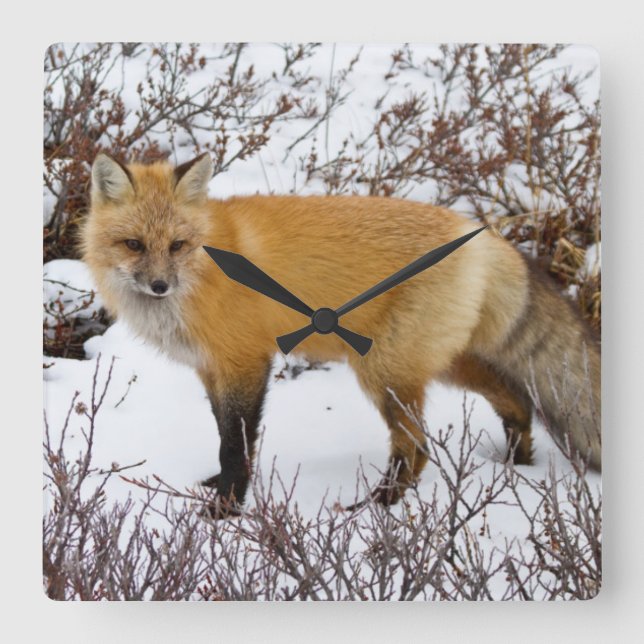 Red Fox in snow in winter Square Wall Clock (Front)