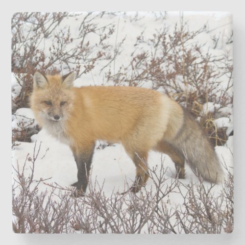 Red Fox in snow in winter Stone Coaster