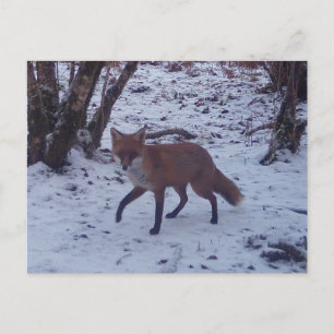 Red Fox in Snow  Postcard
