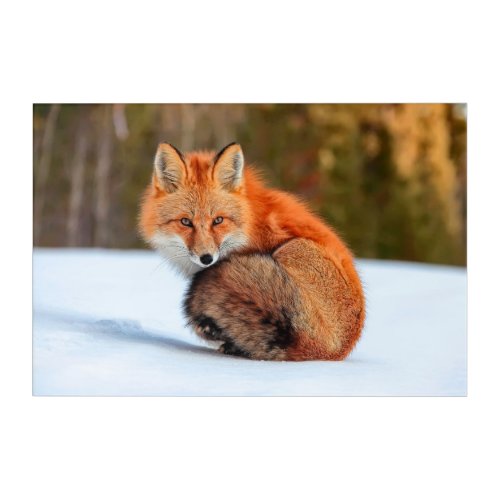 Red Fox In Snow  Yukon Acrylic Print