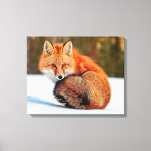 Red Fox In Snow Yukon Canvas Print