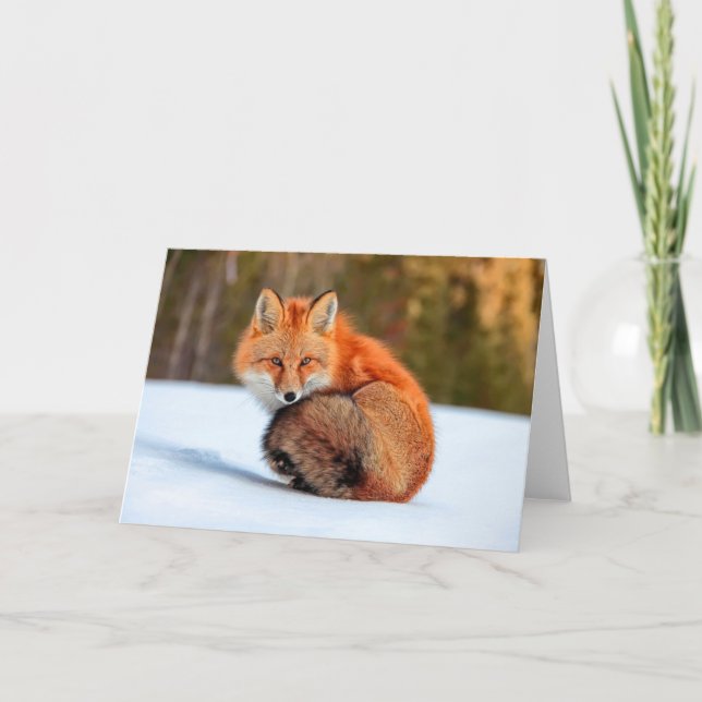 Red Fox In Snow | Yukon Card (Front)