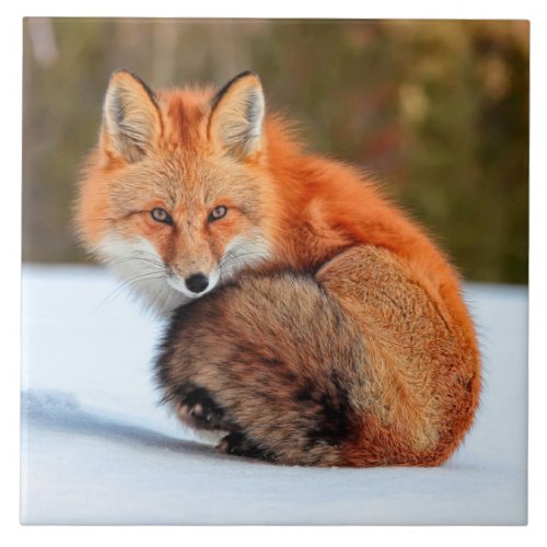 Red Fox In Snow  Yukon Ceramic Tile