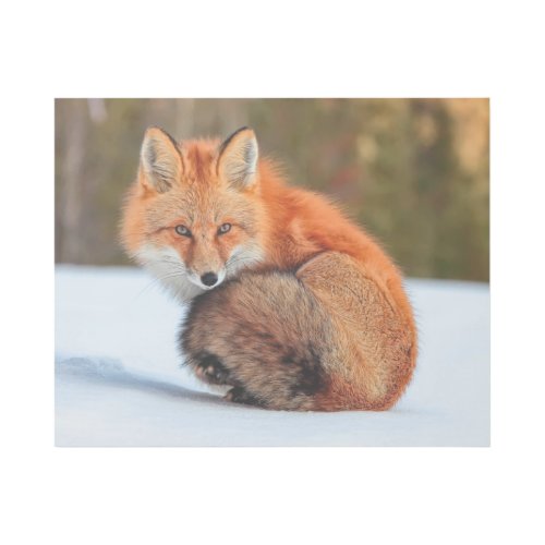 Red Fox In Snow  Yukon Gallery Wrap