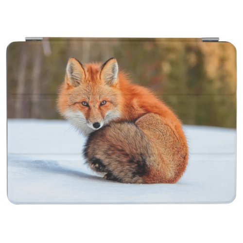 Red Fox In Snow  Yukon iPad Air Cover