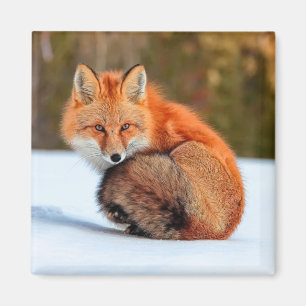Red Fox In Snow Yukon Magnet