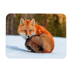 Red Fox In Snow Yukon Magnet