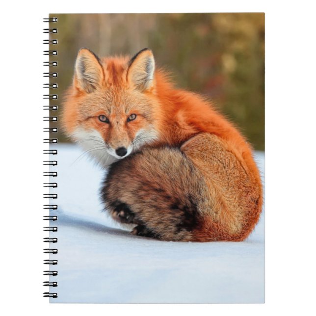 Red Fox In Snow | Yukon Notebook (Front)