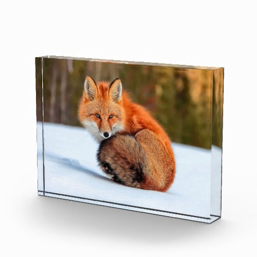 Red Fox In Snow  Yukon Photo Block