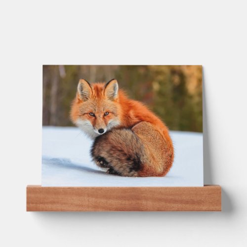 Red Fox In Snow  Yukon Picture Ledge
