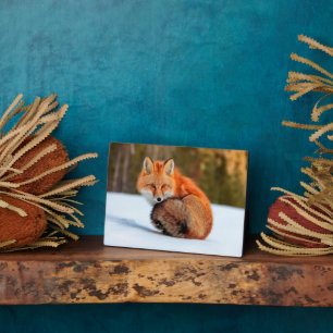 Red Fox In Snow Yukon Plaque