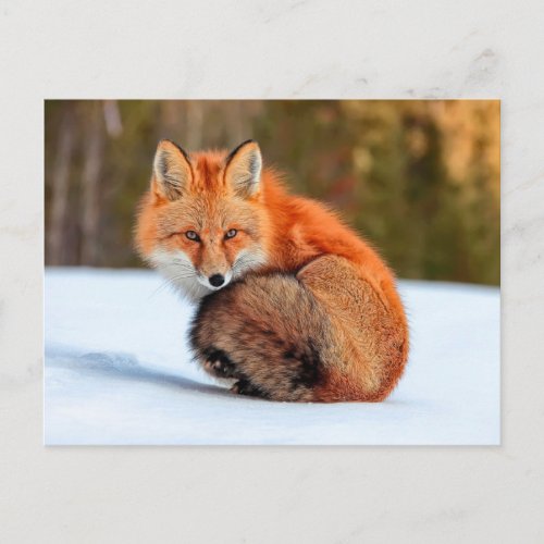 Red Fox In Snow  Yukon Postcard