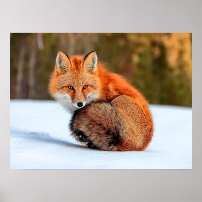 Red Fox In Snow | Yukon Poster (Front)