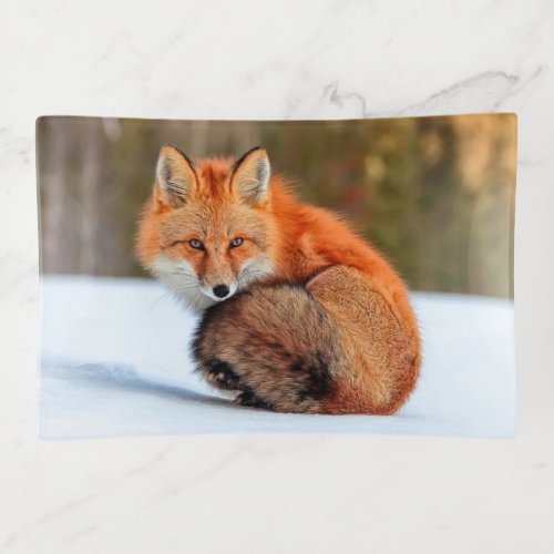 Red Fox In Snow  Yukon Trinket Tray