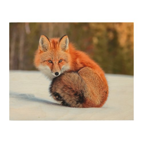 Red Fox In Snow  Yukon Wood Wall Art