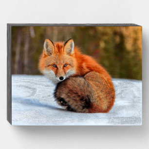 Red Fox In Snow Yukon Wooden Box Sign
