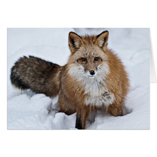 Red Fox in the Snow Cards (Front Horizontal)
