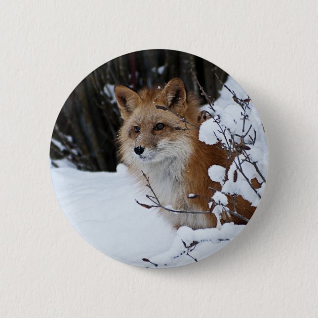 Red Fox in the Snow Pinback Button (Front)