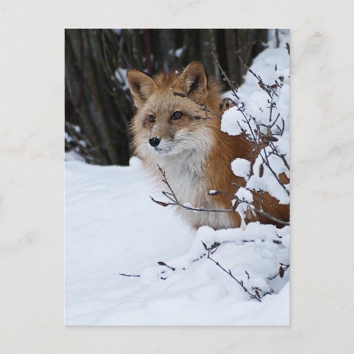 Red Fox in the Snow Postcard