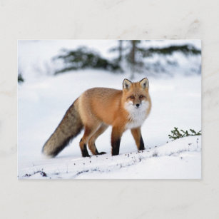 Red Fox in the Snow Postcard