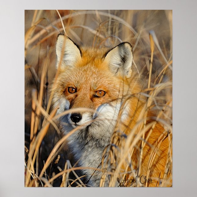 Red Fox In The Weeds Poster (Front)