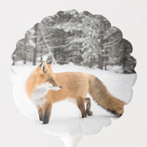 Red Fox in White Snow Balloon