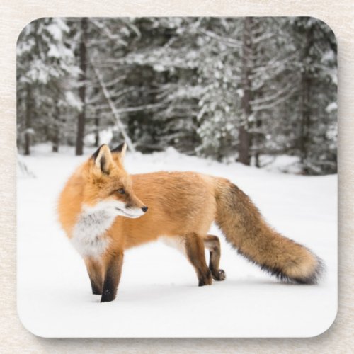 Red Fox in White Snow Beverage Coaster