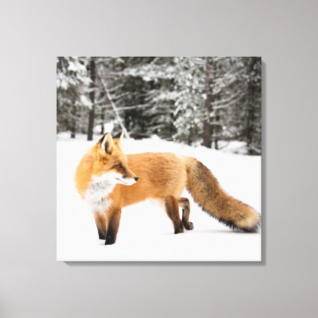 Red Fox in White Snow Canvas Print (Front)