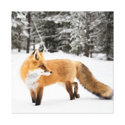 Red Fox in White Snow Canvas Print