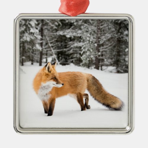 Red Fox in White Snow Metal Ornament