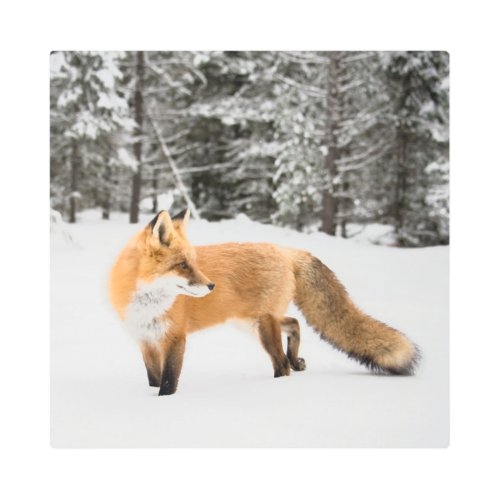 Red Fox in White Snow Metal Print