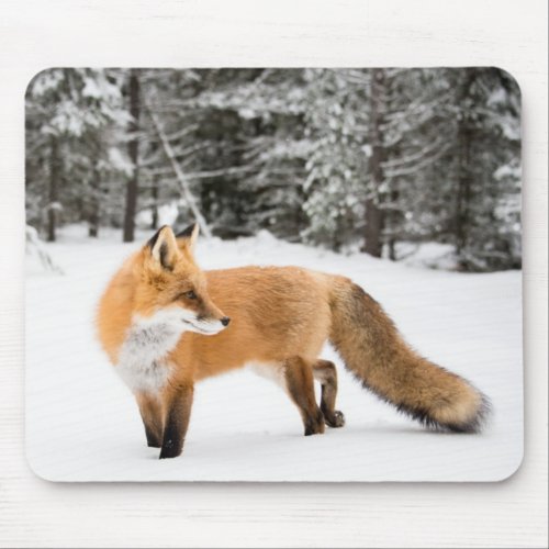 Red Fox in White Snow Mouse Pad