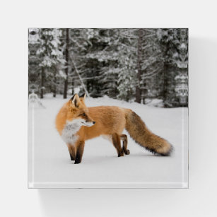 Red Fox in White Snow Paperweight