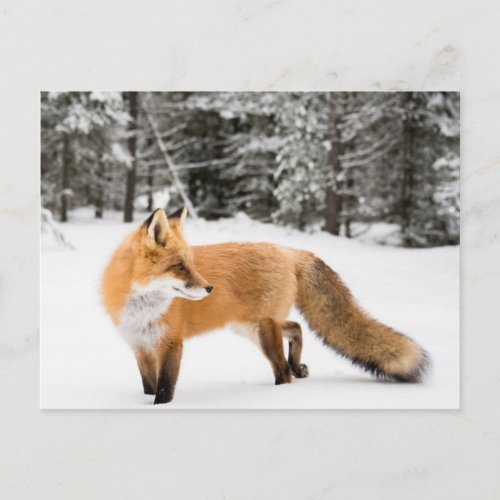 Red Fox in White Snow Postcard