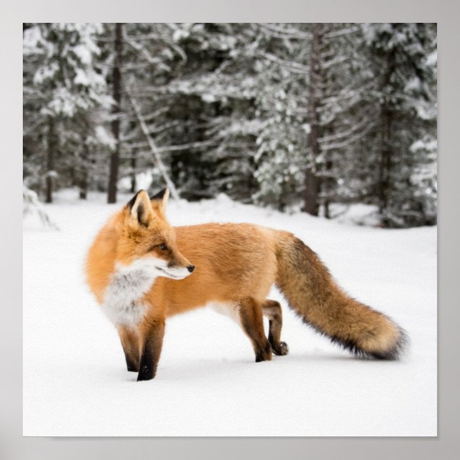 Red Fox in White Snow Poster (Front)