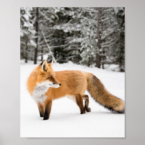 Red Fox in White Snow Poster